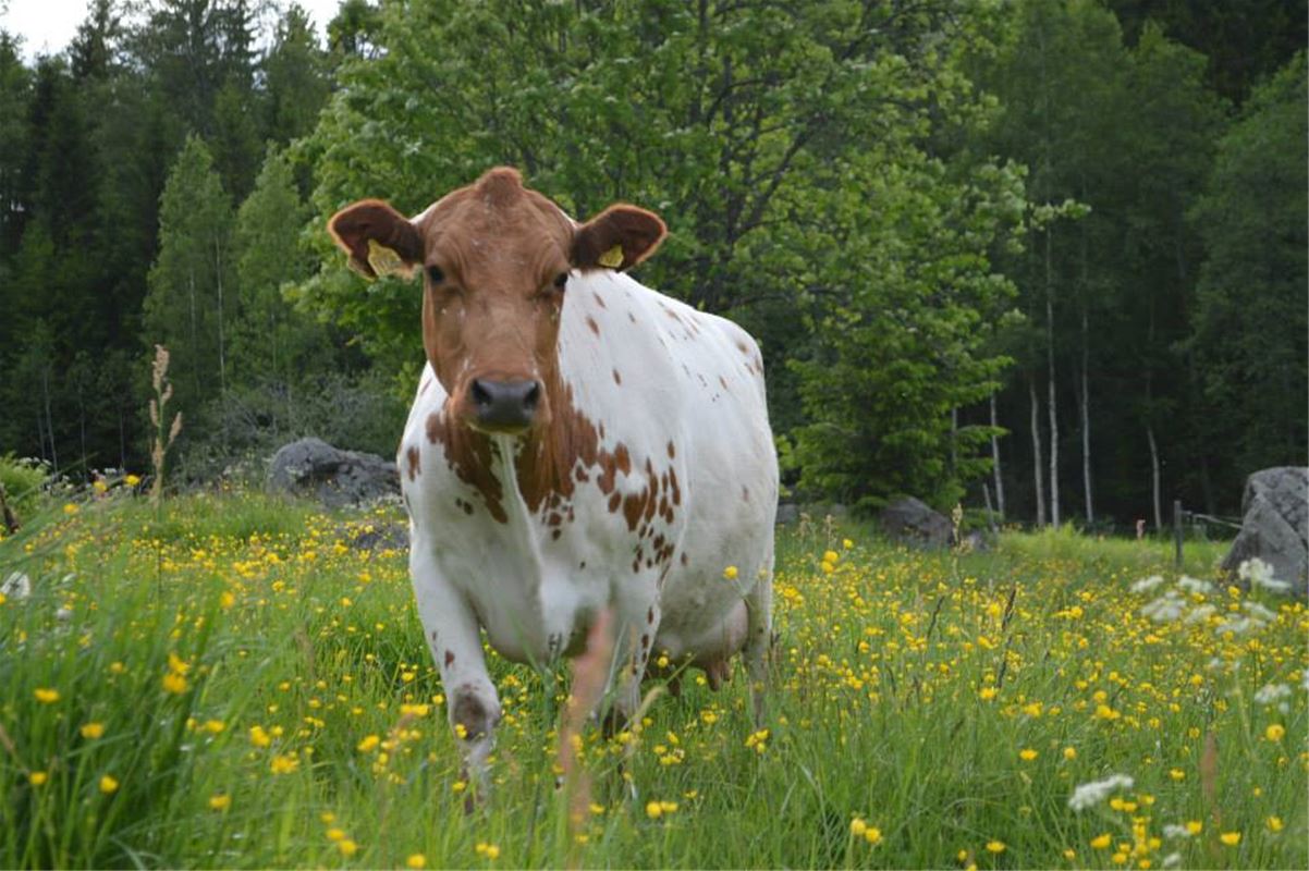 Cow on a field.