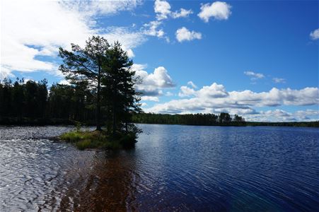 Utsikt över sjön.