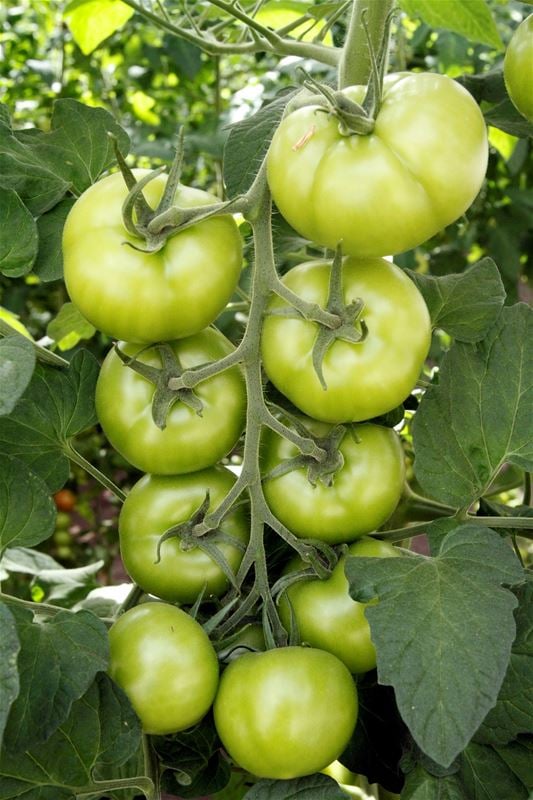  Tomato plant. 