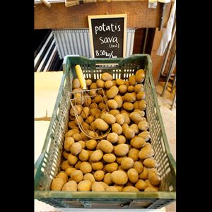 Potatoes in a basket.