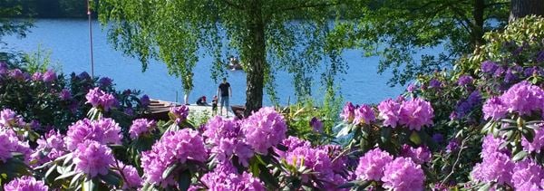 Rhododendron vid sjön 