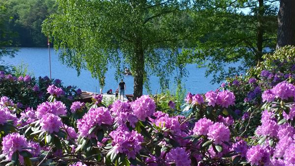 Rhododendron intill sjön 