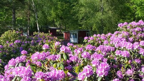 Rhododendron på campingen 