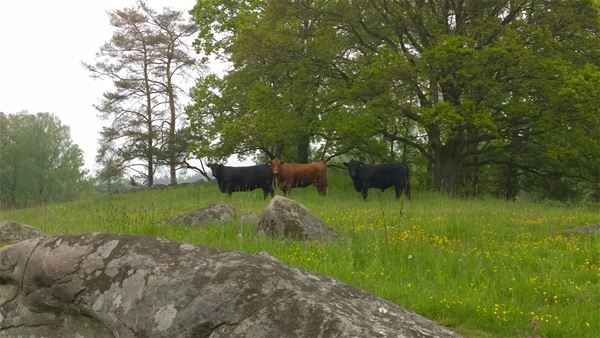 Three cows 