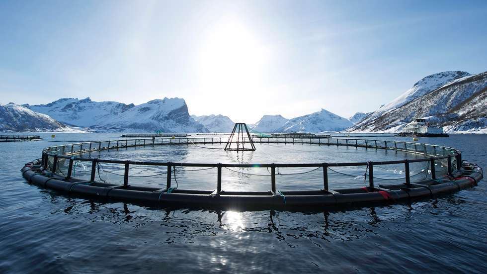 Salmon Center Bodø