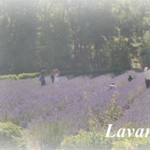 Special Lavender Tour F1 - Valensole/Gordes /Abbaye de Sénanque (photo stop)/Roussillon - Provence Travel