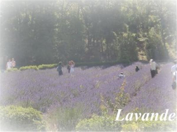 Special Lavender Tour F1 - Valensole/Gordes /Abbaye de Sénanque (photo stop)/Roussillon - Provence Travel