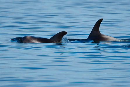 Niser i vannoverflaten