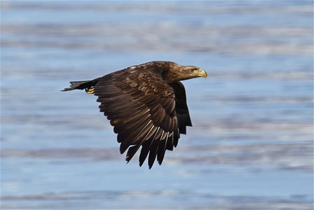 Ørn flyr over vannet