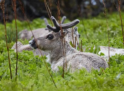 Reinsdyr slapper av 
