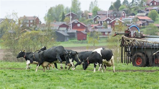 Cows with the village behind.