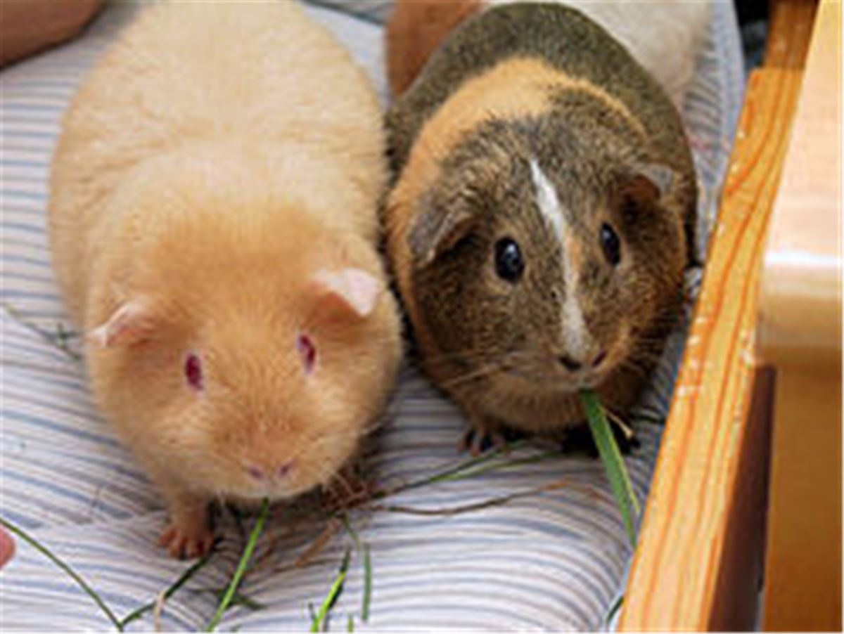 The small animals' clinic Zoodiaken image 1