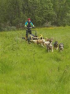 Hundeslede-tur med vogn