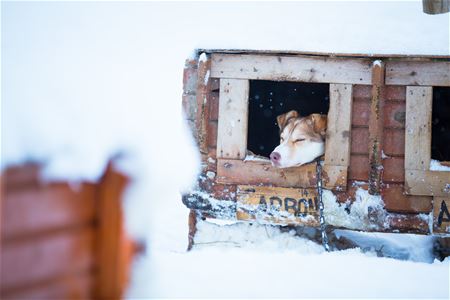 Husky som sover i hundehus
