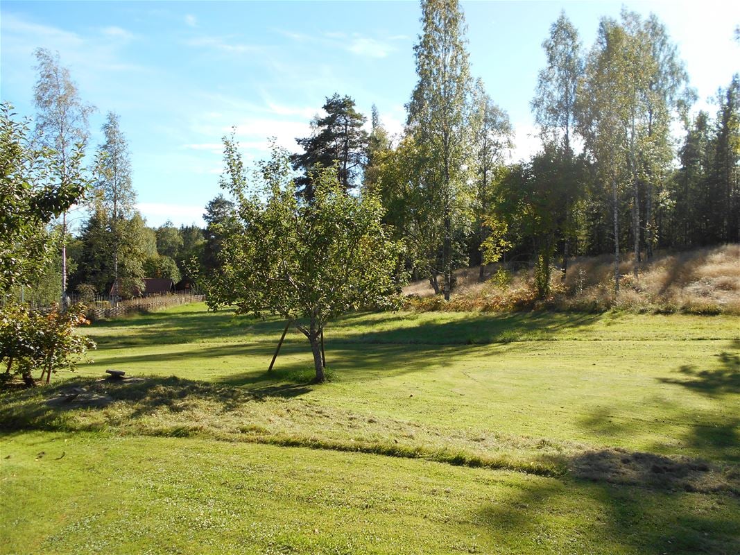 Garden with large lawn and fruit trees.