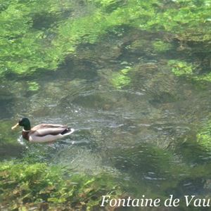 Fontaine de Vaucluse/Abbaye de Sénanque(photo stop)/Gordes/Roussillon/Bonnieux - Provence Travel