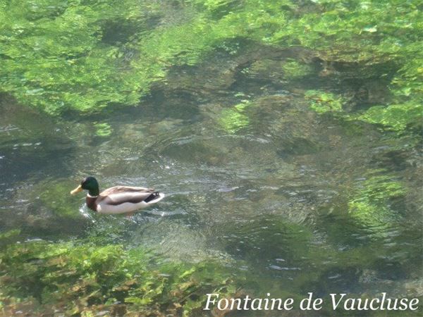 Fontaine de Vaucluse/Abbaye de Sénanque(photo stop)/Gordes/Roussillon/Bonnieux - Provence Travel