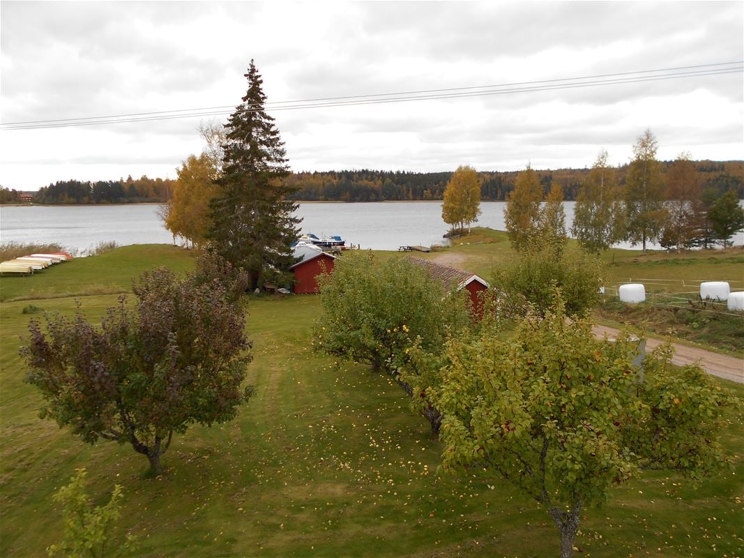 View of the garden with bushes and trees and the lake.