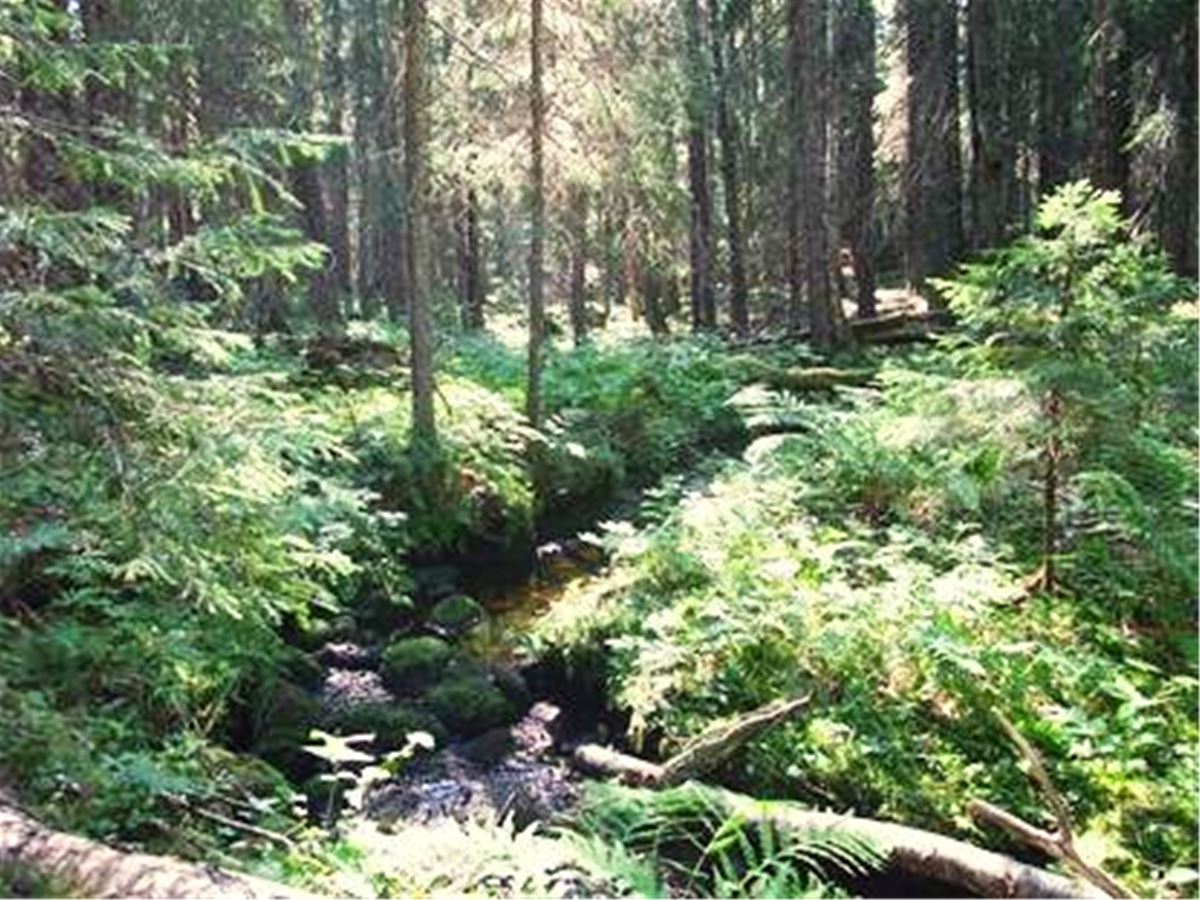 Basttjärnsrönningen Hassela