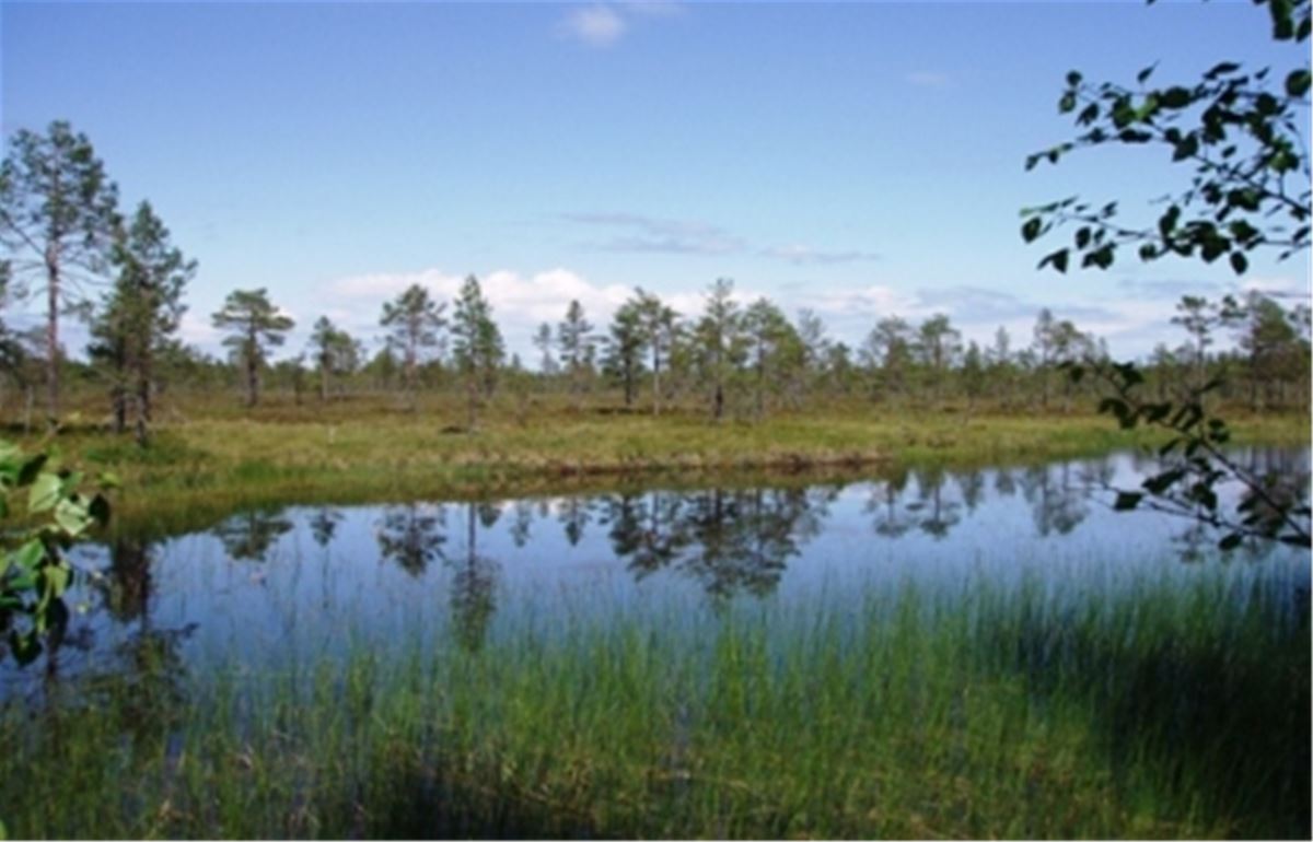 Bodmyran - naturreservat