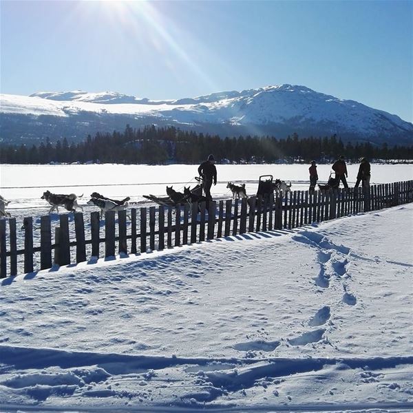 Dog sledding tours 