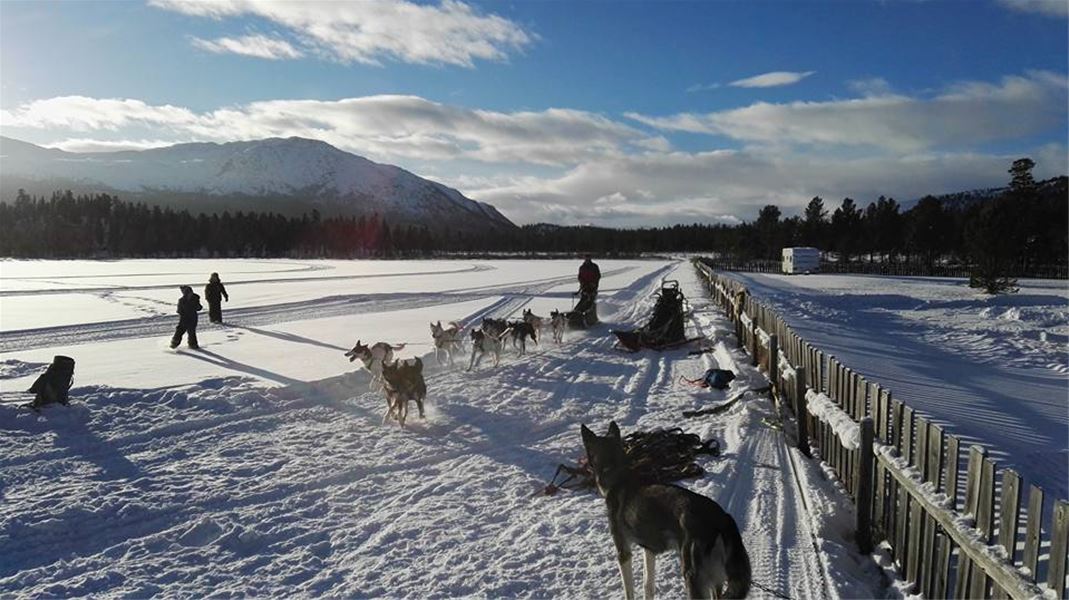 Dog sledding tours 