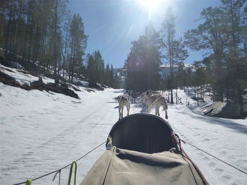 Dog sledding tours 