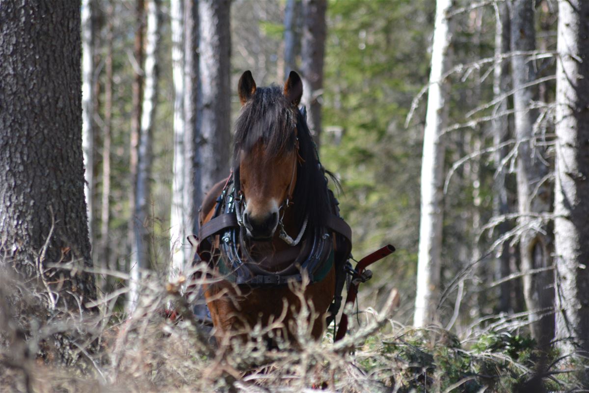 Horse in the forest.