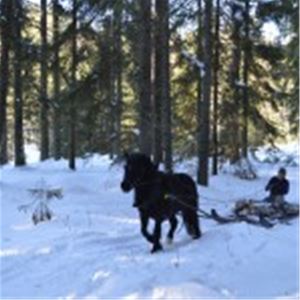 Häst som drar en släde i snön.