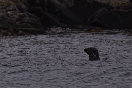 Sel som stikker hodet opp av vannet
