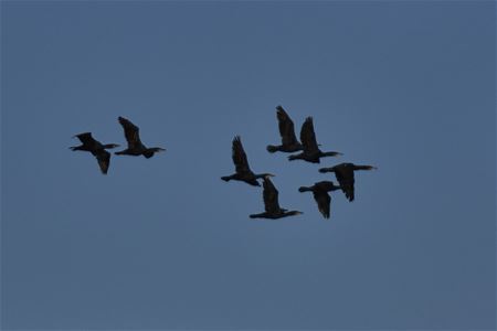 Flokk med fugler som flyr