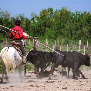 To discover, understand, enjoy the CAMARGUE with Phil ! (half-day)