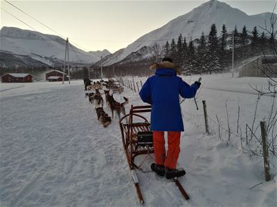 The musher drives the dog sled