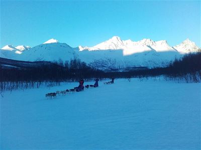 Dog-sledding through the mountains
