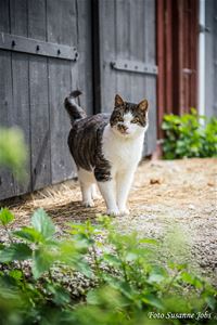 Svart vit bondkatt framför ladugårdsdörr.