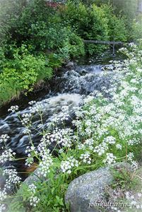 En bäck med strömt vatten, vita blommor i framkant av bilden.