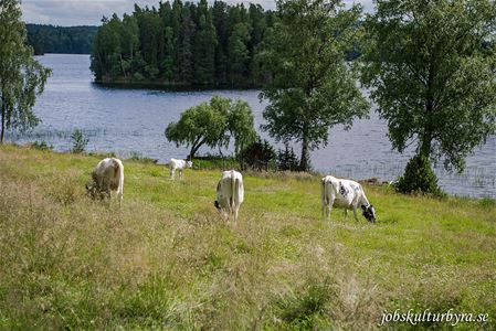 Svartvita kor som betar i bakrunden träd och ett vattendrag.