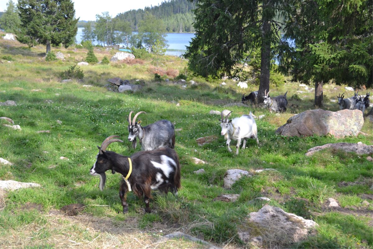 Goats grazing, a lake in the background.