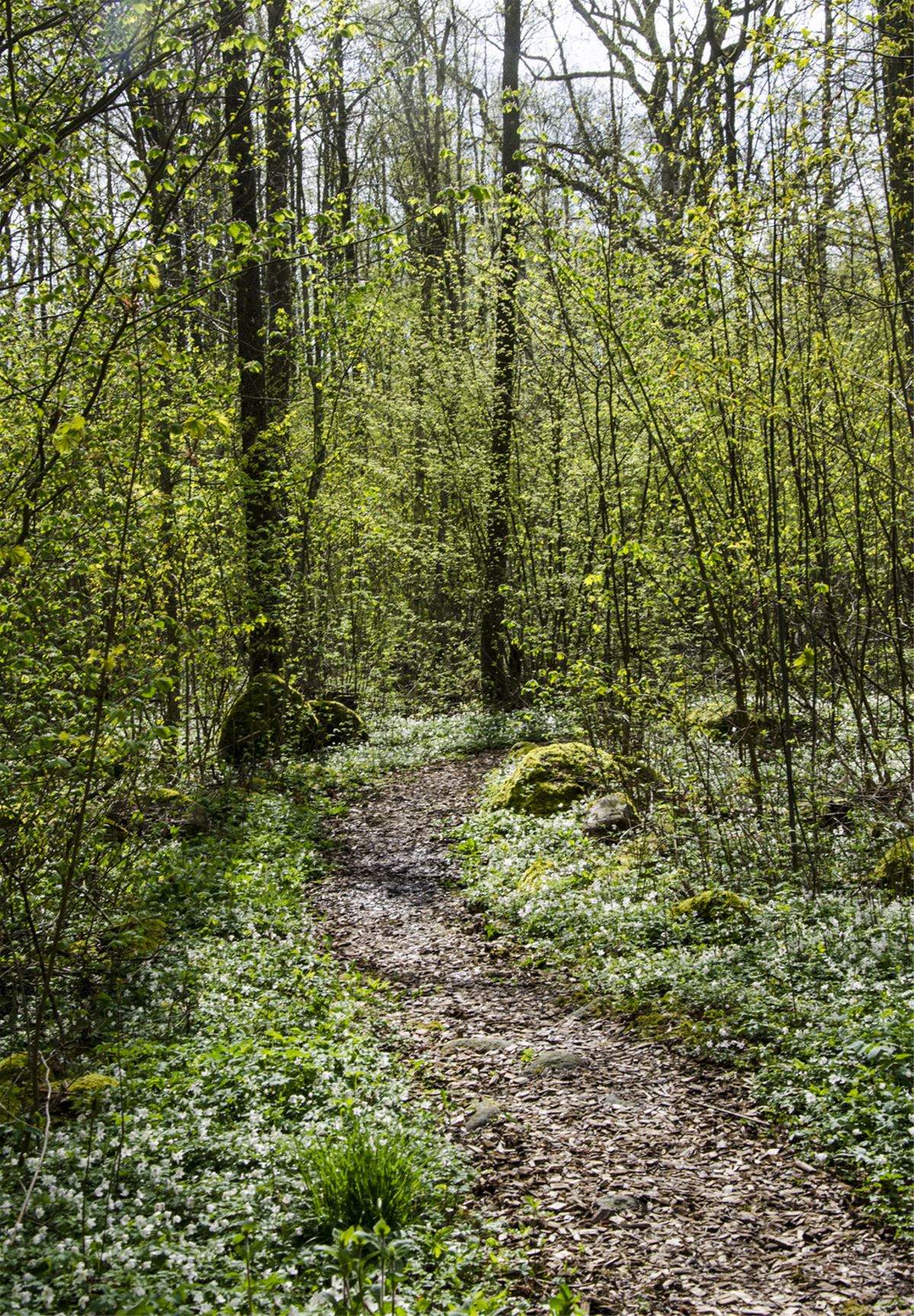Hiking in the deep forest image 1