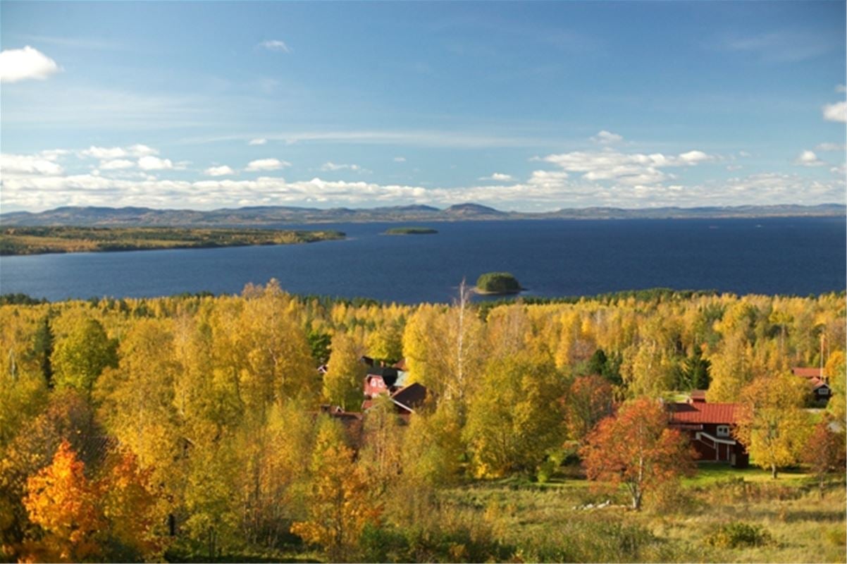 Utsikt över trädtoppar med höstlöv och sjön Siljan. 