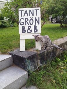 A cat beside the sign in to Tant Grön B&B.