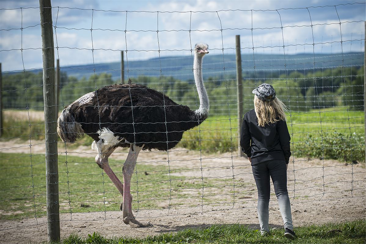 Ostrich and a visitor.