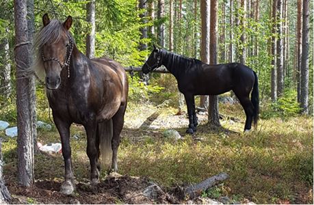 Två hästar i en skog som står fastbundna vid varsit träd.