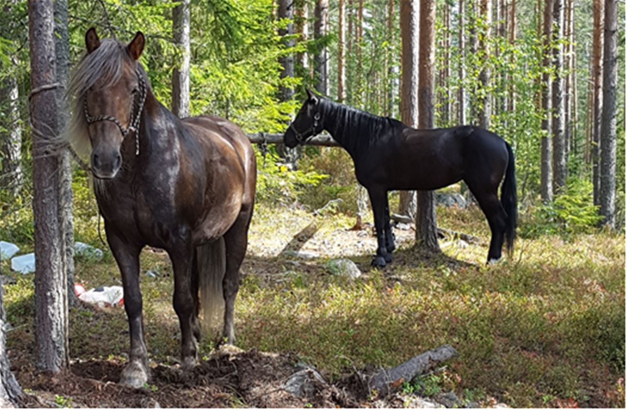 Two horses in a forest, the horses are tied in two trees.