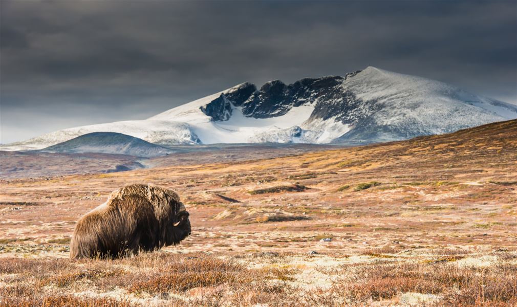 Dovre Rundt