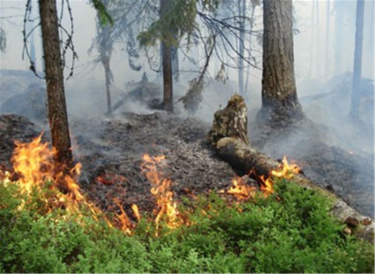 Hagåsen, naturreservat, Hassela