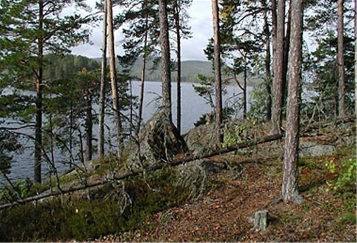 Storön naturreservat, Bergsjö
