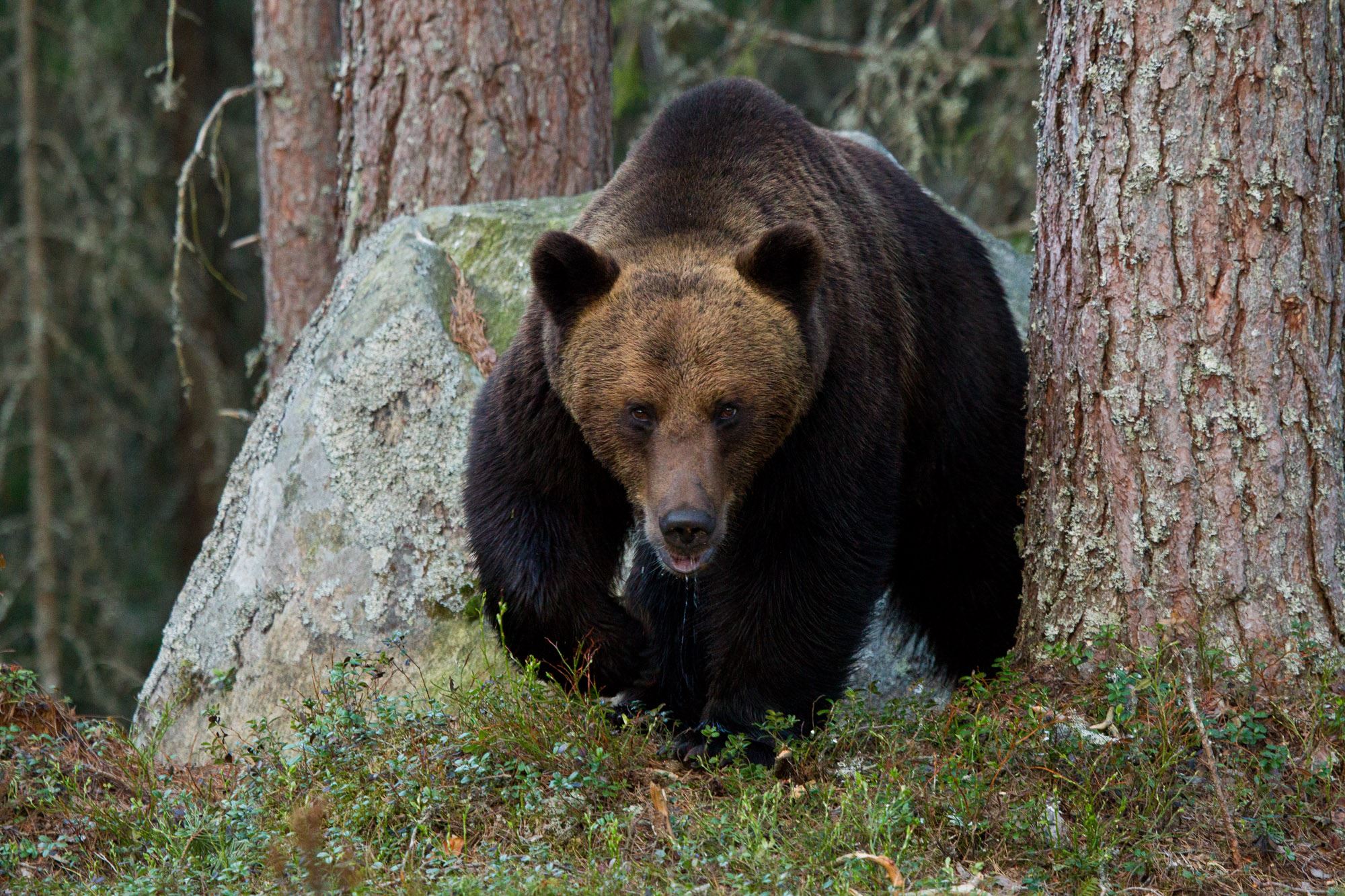 Björnskådning i Gästrikland
