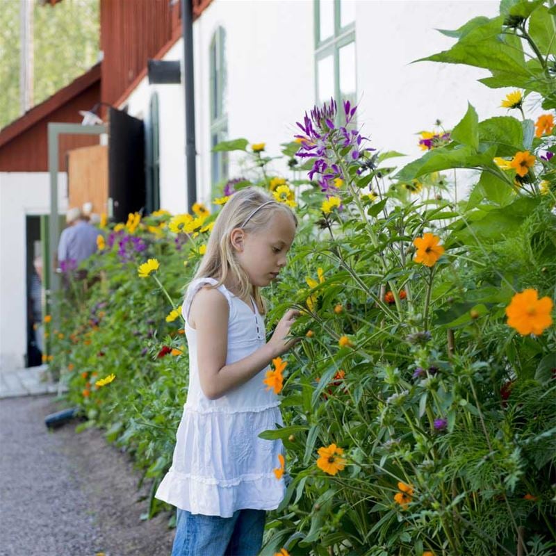 Girl looking at flowers outside a white building.
