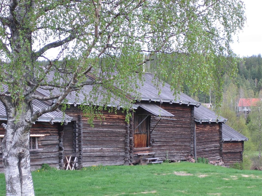 Gårdens timmerbyggnader med en grönskande björk i förgrunden. 